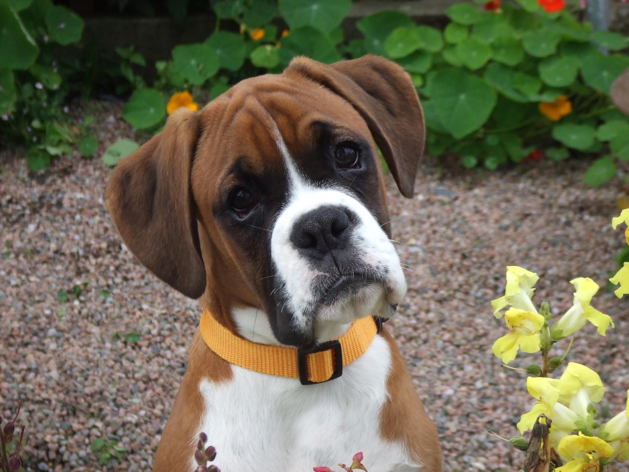 Boxer Dog Breed Guide Learn About The Boxer Dog 