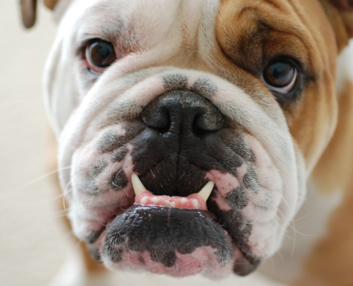 Bulldog Breed Guide - Learn about the Bulldog.