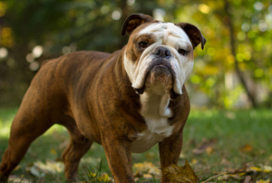 Bulldog Breed Guide - Learn about the Bulldog.