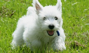 Cairn Terrier Running in Grass