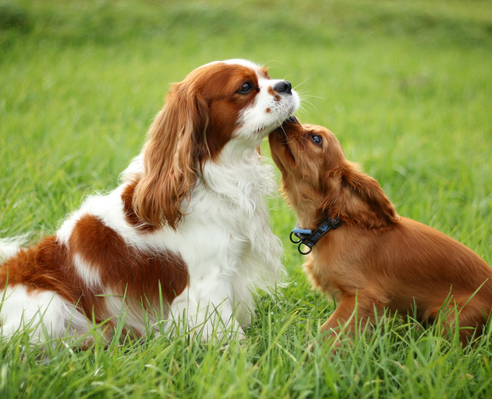 Cavalier King Charles Spaniel Breed Guide - Learn about the Cavalier ...