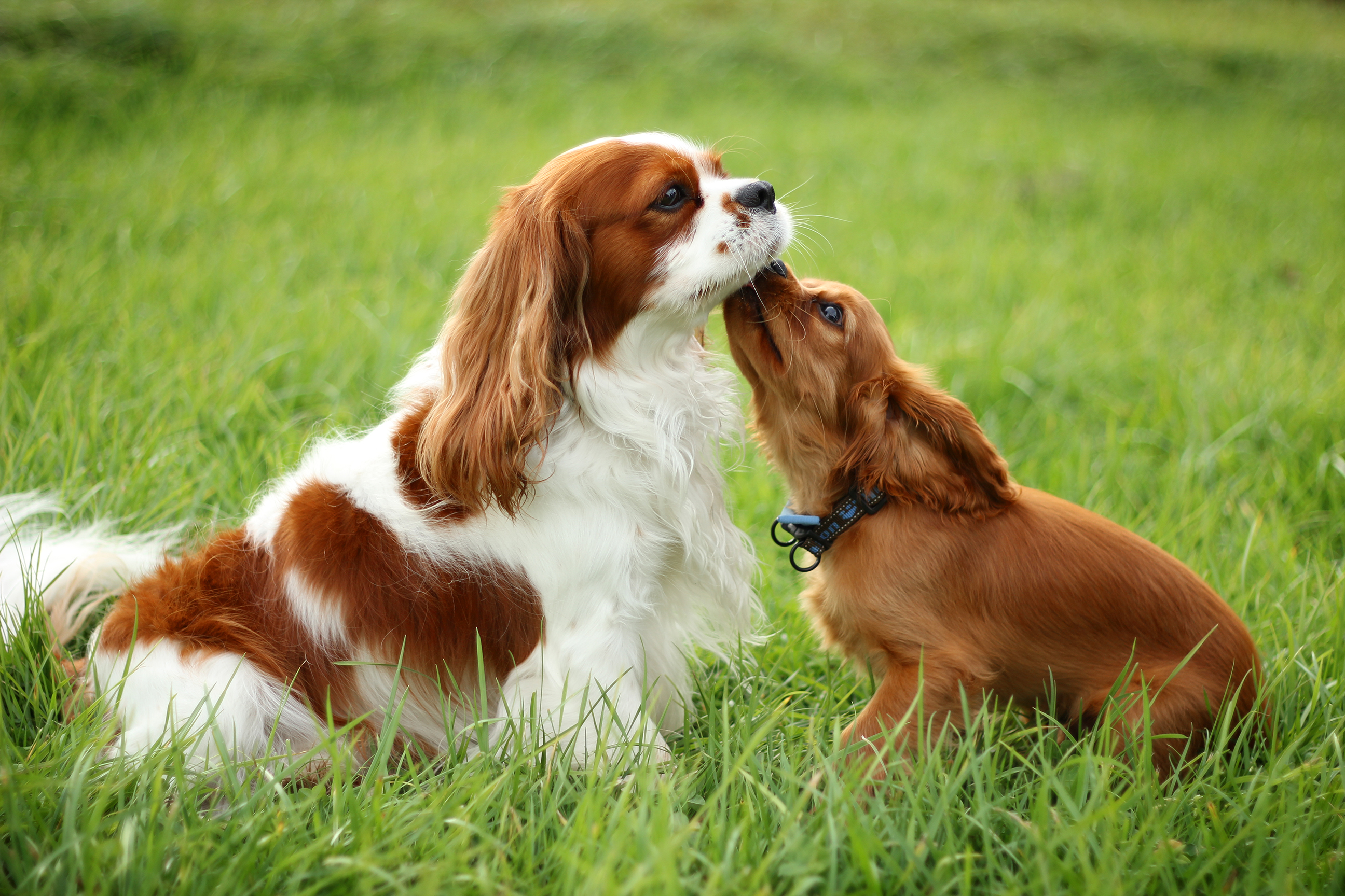 Cavalier King Charles Spaniel 5 - Pet Paw