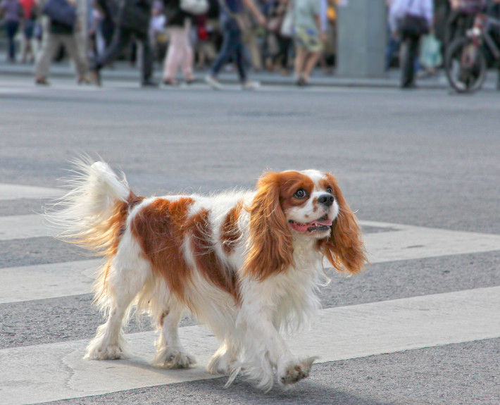 herend cavalier king charles