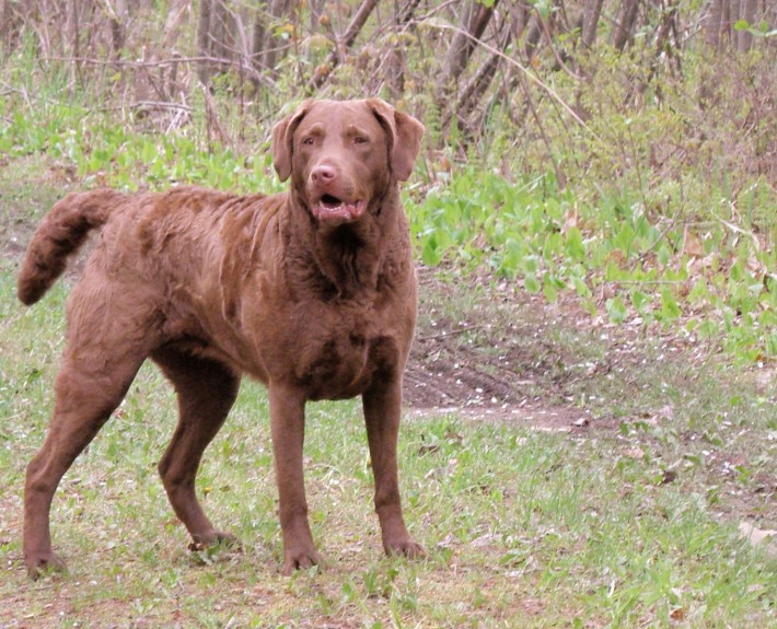 Chesapeake Bay Retriever Breed Guide - Learn about the Chesapeake Bay ...