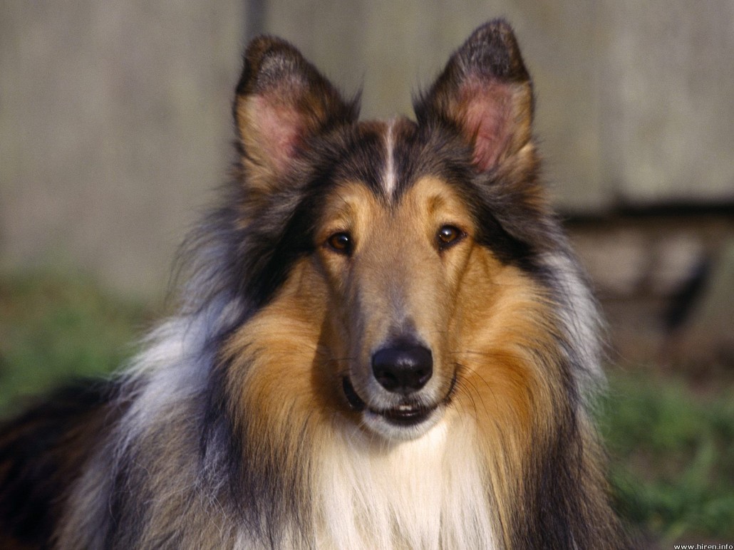 collie rough breed breeds