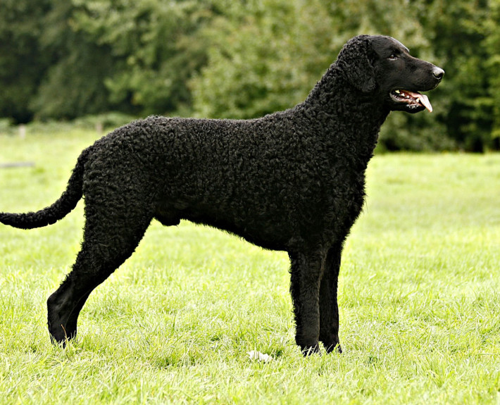 Curly-Coated Retriever Breed Guide - Learn about the Curly-Coated ...