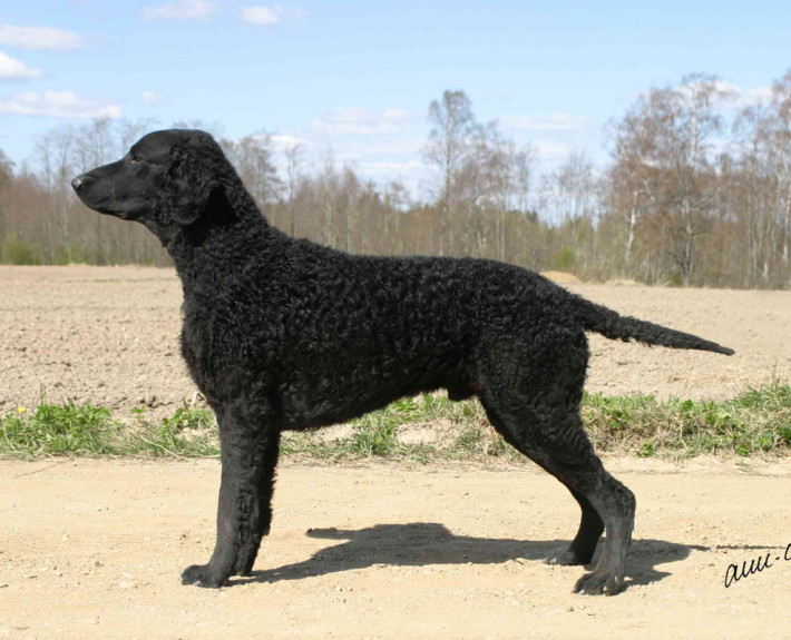 Curly-Coated Retriever Breed Guide - Learn about the Curly-Coated ...