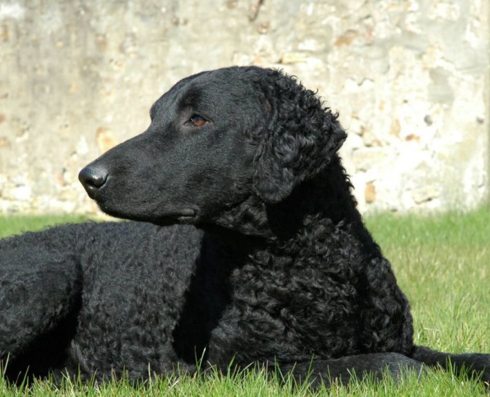 Curly-coated Retriever Breed Guide - Learn About The Curly-coated 