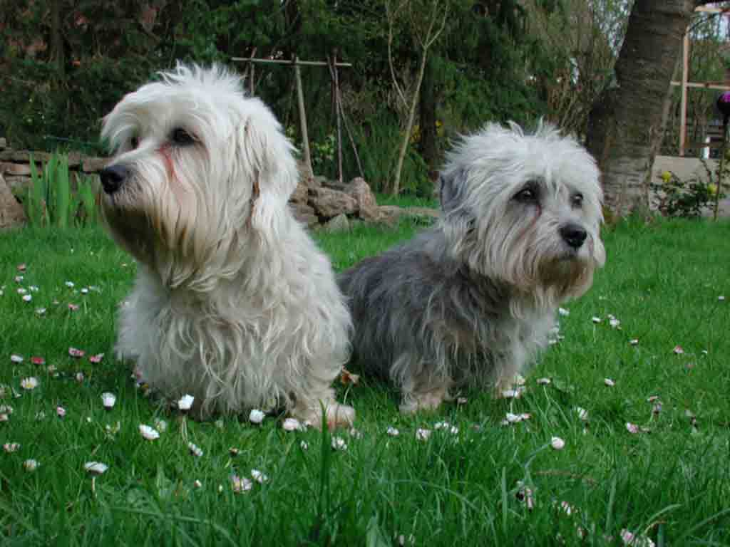 Dandie Dinmont Terrier Breed Guide - Learn about the Dandie Dinmont ...