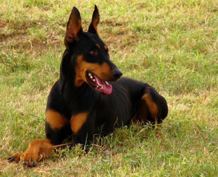 Doberman Pinscher Breed Guide - Learn about the Doberman Pinscher.