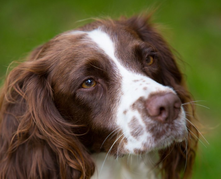 English Springer Spaniel Breed Guide - Learn about the English Springer ...