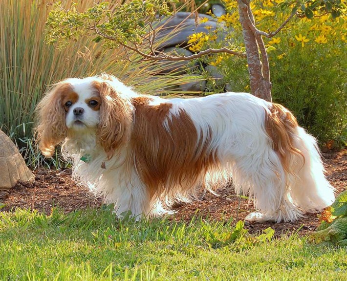 English Toy Spaniel Breed Guide Learn about the English Toy Spaniel.