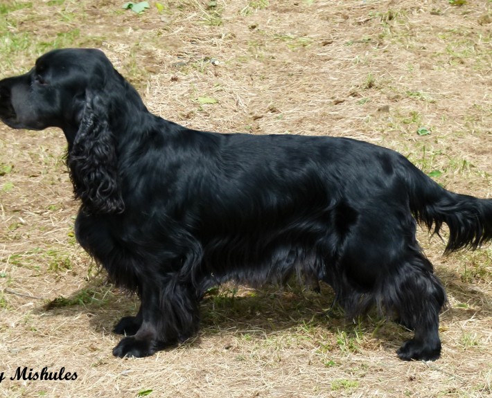 Field Spaniel Breed Guide - Learn about the Field Spaniel.