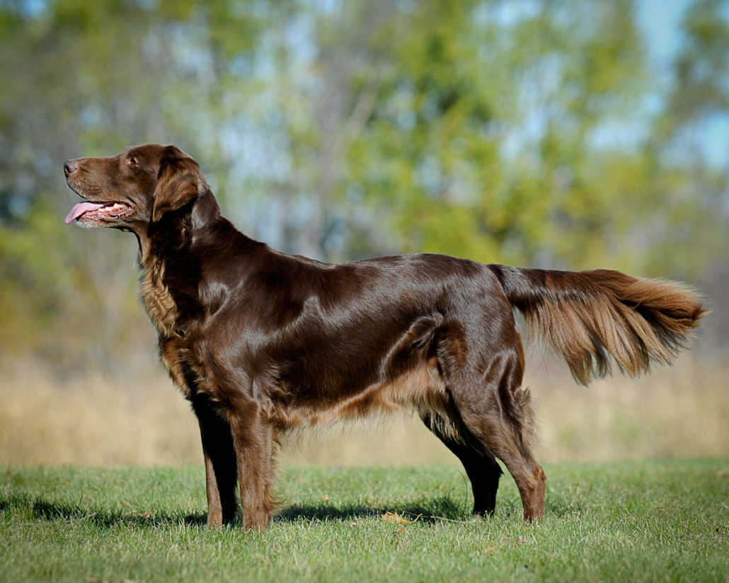 Flat-Coated Retriever Breed Guide - Learn about the Flat-Coated Retriever.
