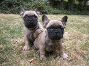 French Bulldog 5 - Pet Paw