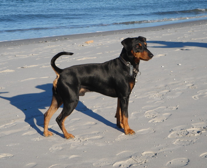 German Pinscher Breed Guide - Learn about the German Pinscher.