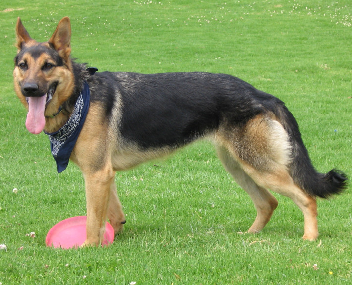 German Shepherd Breed Guide - Learn about the German Shepherd.