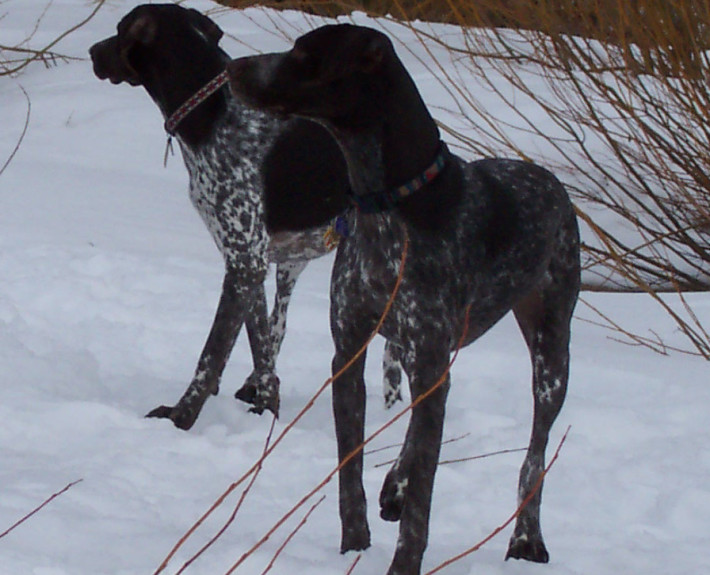 German Shorthaired Pointer Breed Guide - Learn about the German ...