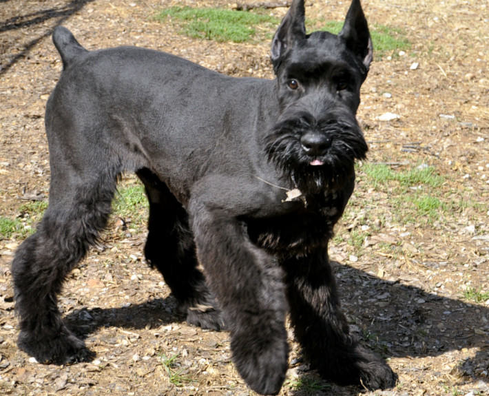 Schnauzer, Giant Breed Guide - Learn About The Schnauzer, Giant.