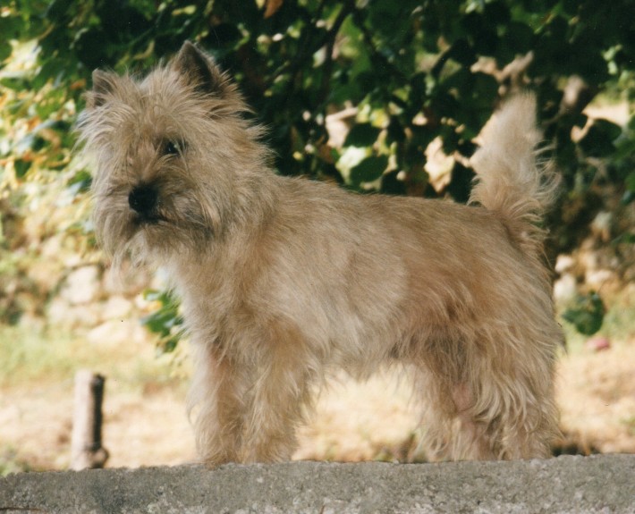 Glen of Imaal Terrier Breed Guide - Learn about the Glen of Imaal Terrier.