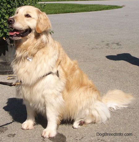 Golden Retriever Purebred Dog - Pet Paw