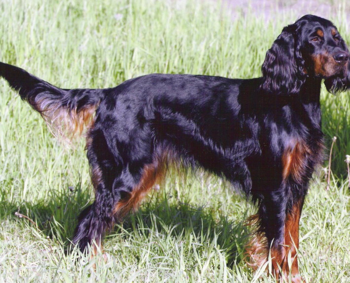 Gordon Setter Breed Guide - Learn about the Gordon Setter.