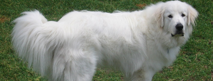 Great Pyrenees slider 2 - Pet Paw