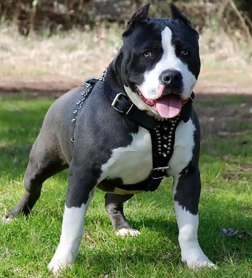 American Pitbull Terrier Breed Guide - Learn About The American Pitbull ...