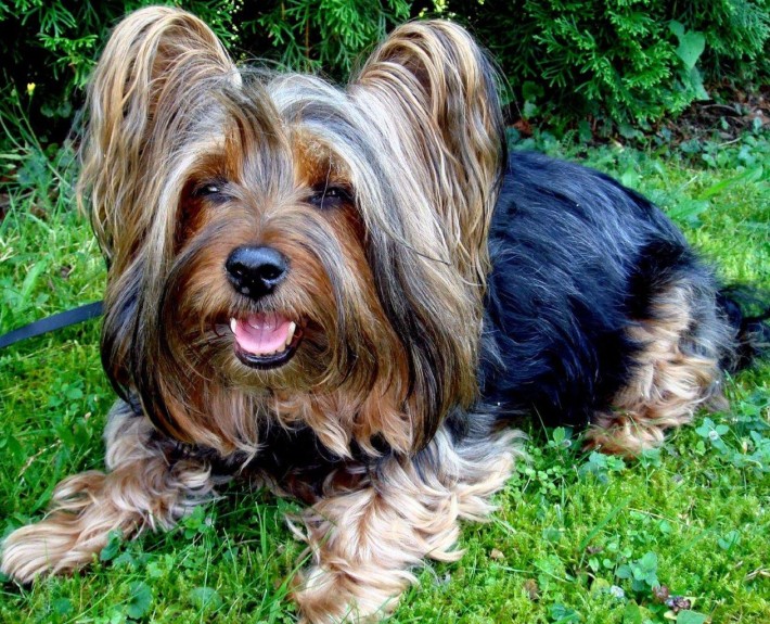 Australian Silky Terrier Breed Guide - Learn about the Australian Silky ...