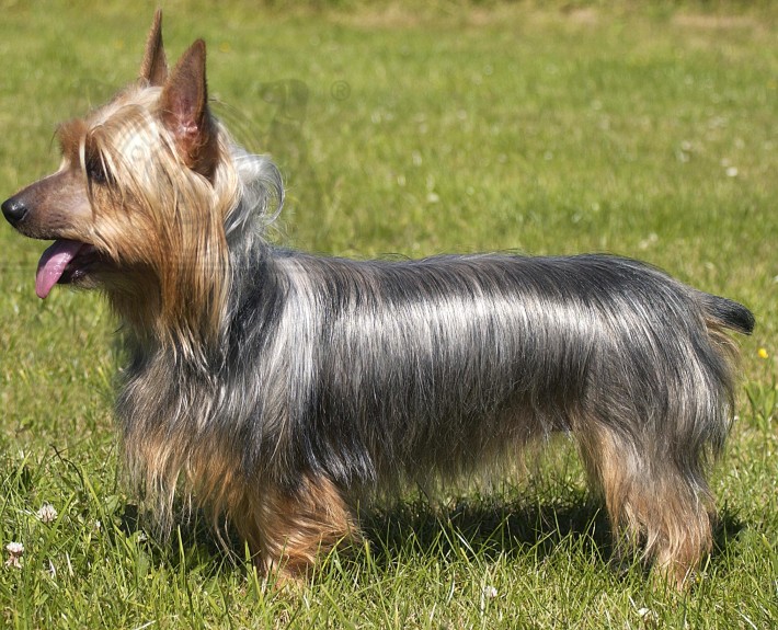 Australian Silky Terrier Breed Guide - Learn about the Australian Silky ...