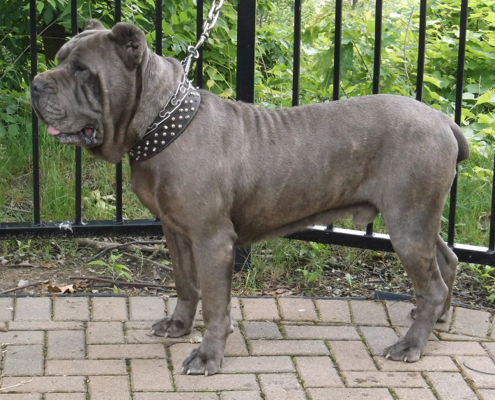 Cane Corso Breed Guide - Learn about the Cane Corso.