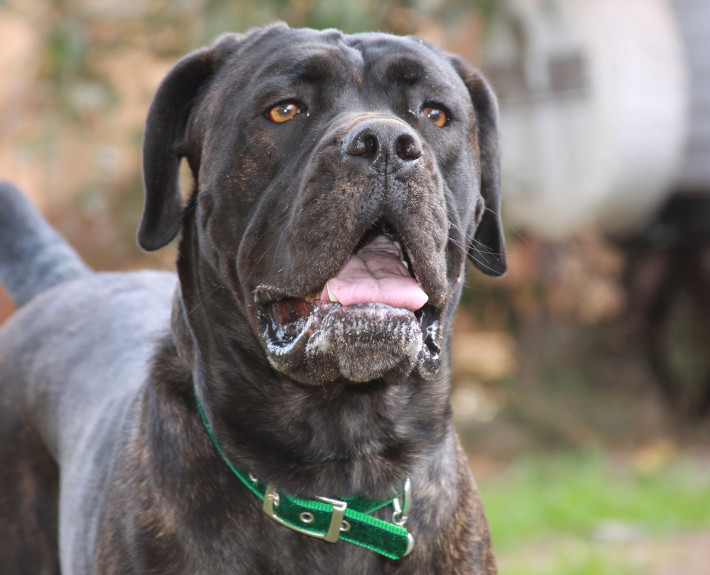 Cane Corso Breed Guide - Learn about the Cane Corso.