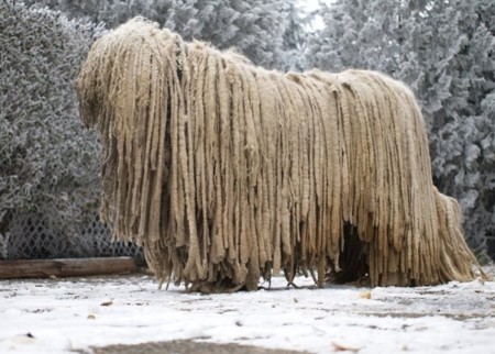 Стол для груминга komondor ts 06