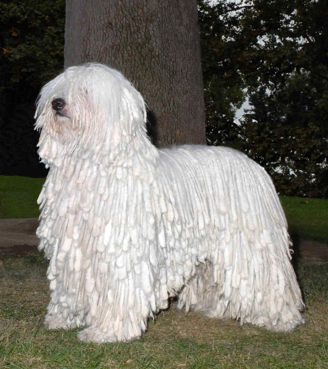 Стол для груминга komondor ts 06