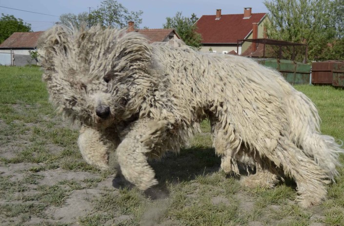 Стол для груминга komondor ts 06