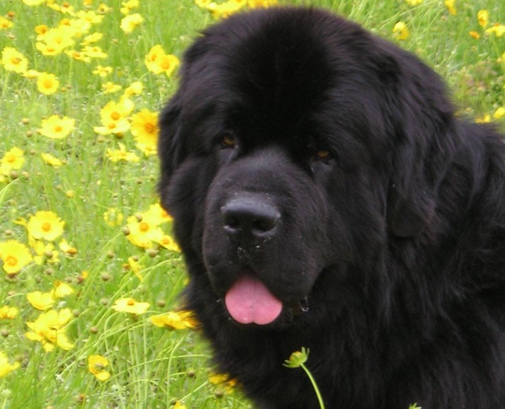 Newfoundland Breed Guide - Learn about the Newfoundland.