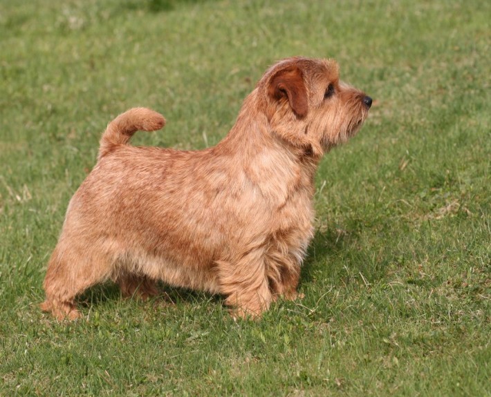 Norfolk Terrier Breed Guide - Learn about the Norfolk Terrier.