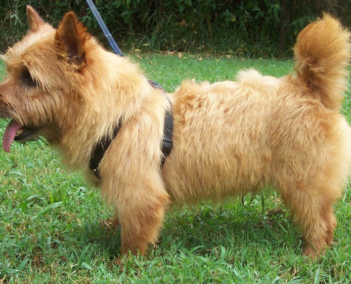 Norwich Terrier Breed Guide - Learn about the Norwich Terrier.