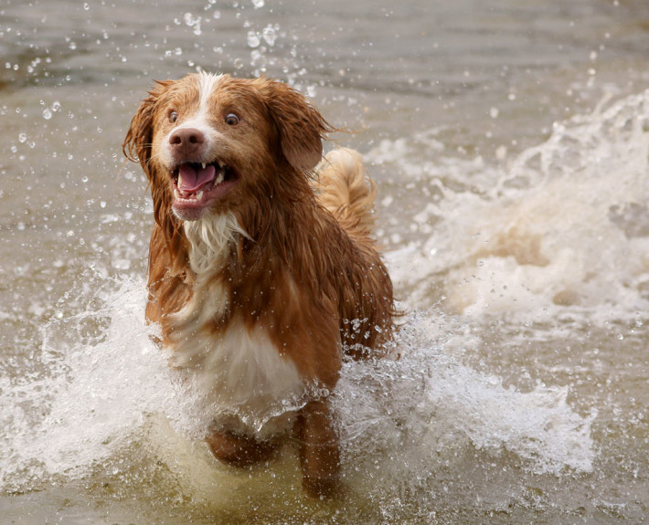 Nova Scotia Duck Tolling Retriever Breed Guide - Learn about the Nova ...