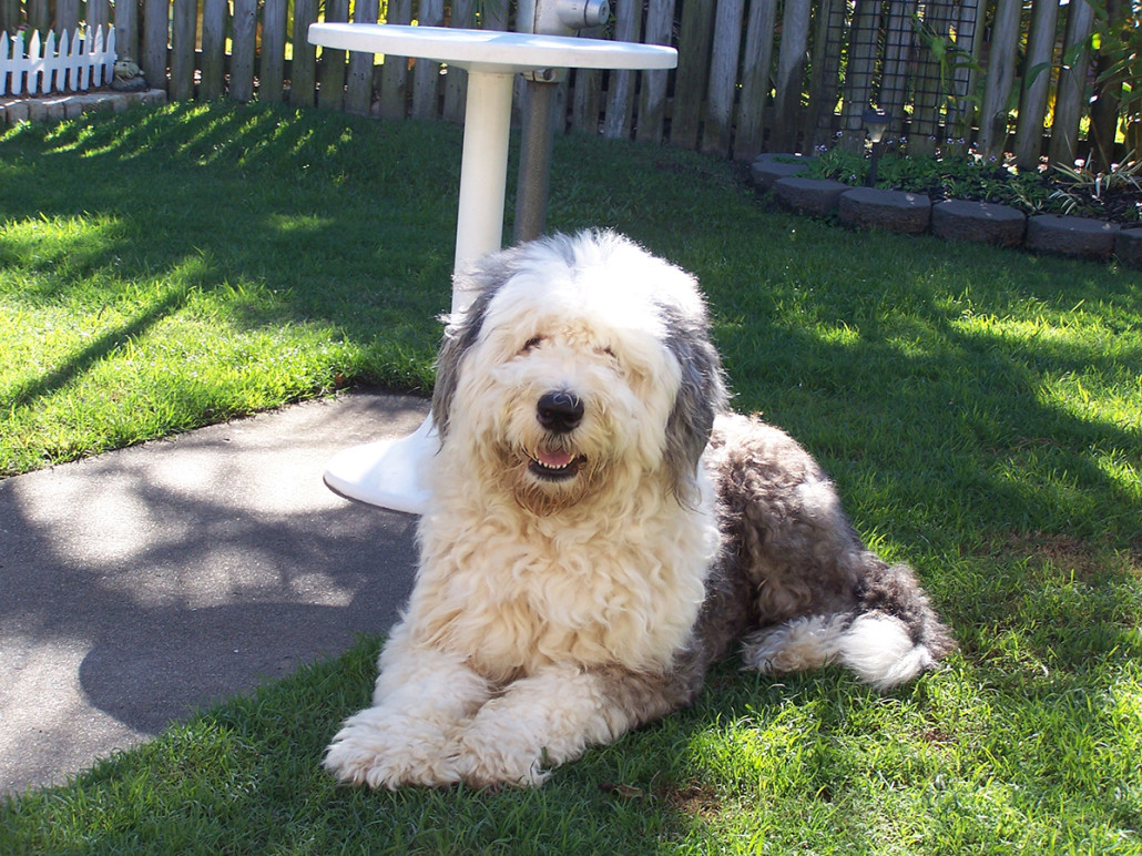 Old English Sheepdog Breed Guide - Learn about the Old English Sheepdog.