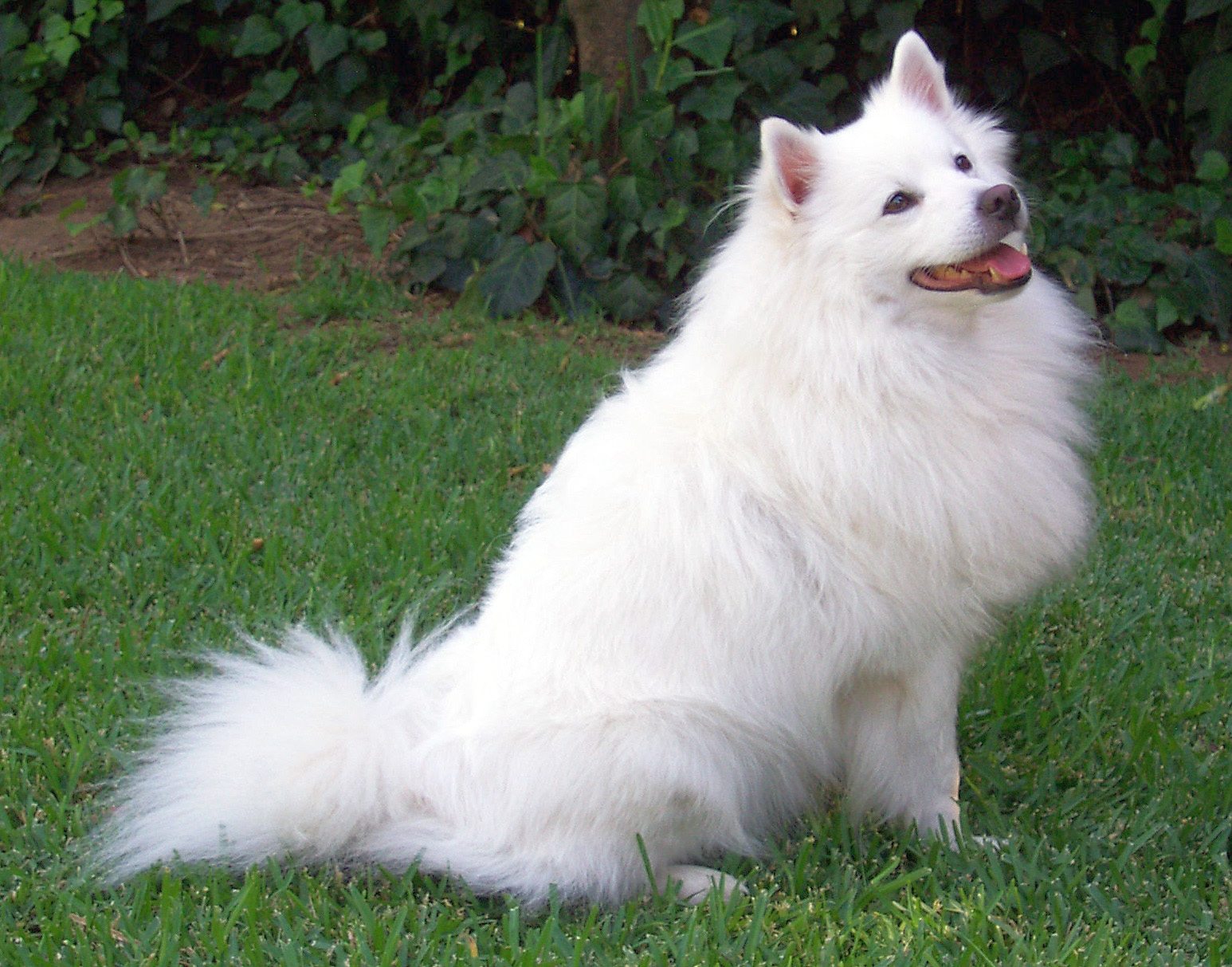 pomeranian white big dog