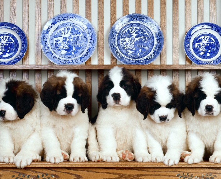 Saint Bernard Breed Guide - Learn about the Saint Bernard.