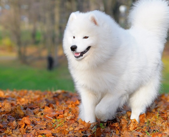 Samoyed Breed Guide - Learn about the Samoyed.