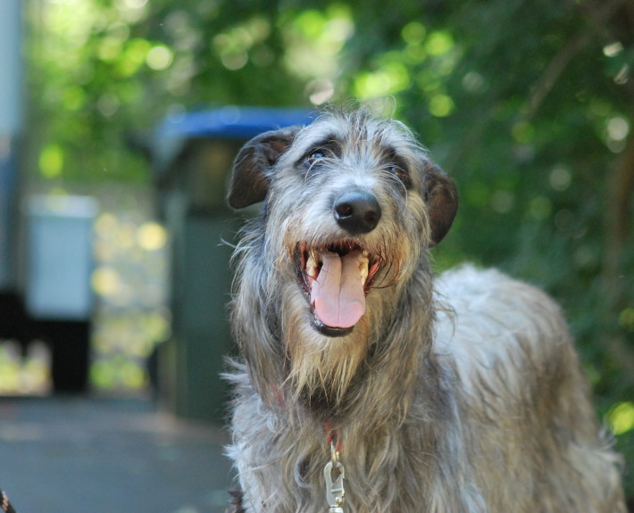 Scottish Deerhound Breed Guide - Learn about the Scottish Deerhound.