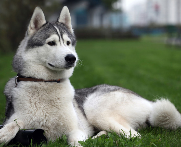 Siberian Husky Breed Guide - Learn about the Siberian Husky.