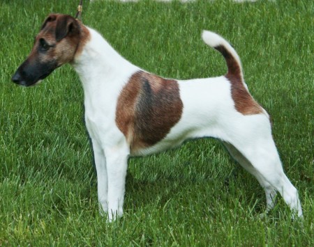 Smooth Fox Terrier 5 - Pet Paw