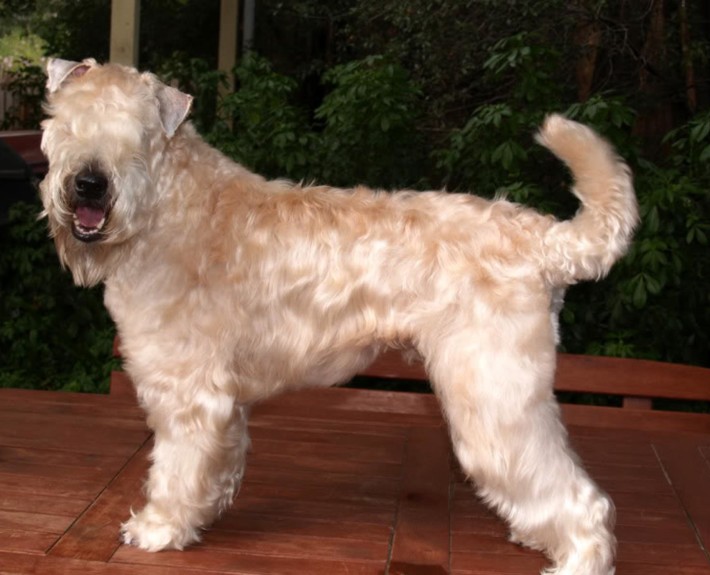 Soft Coated Wheaten Terrier Breed Guide - Learn about the Soft Coated ...