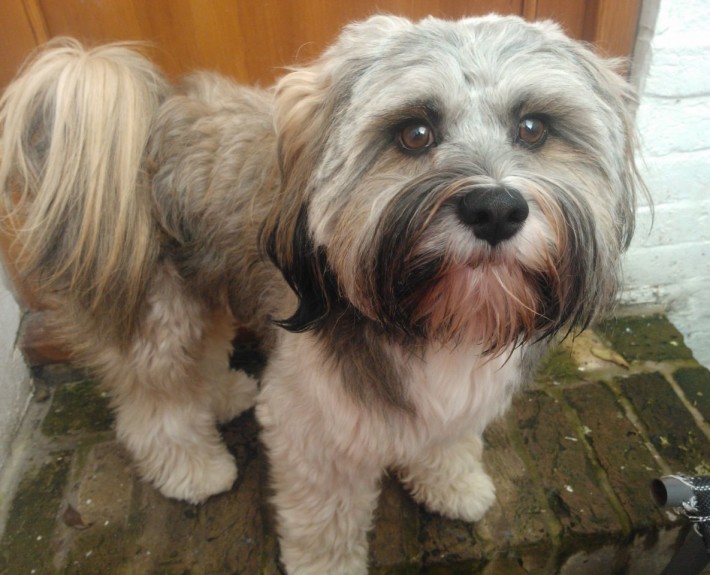 Tibetan Terrier Breed Guide - Learn about the Tibetan Terrier.