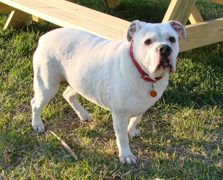 White English Bulldog Breed Guide - Learn about the White English Bulldog.