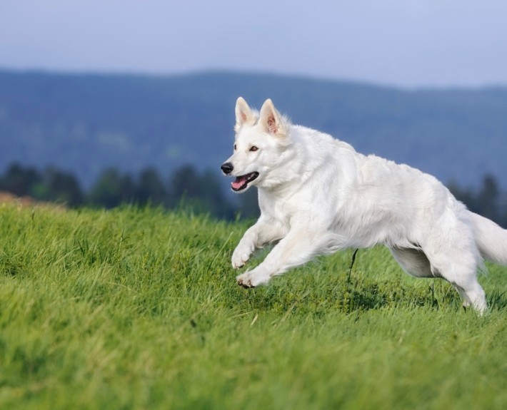 White Shepherd Dog Breed Guide - Learn about the White Shepherd Dog.